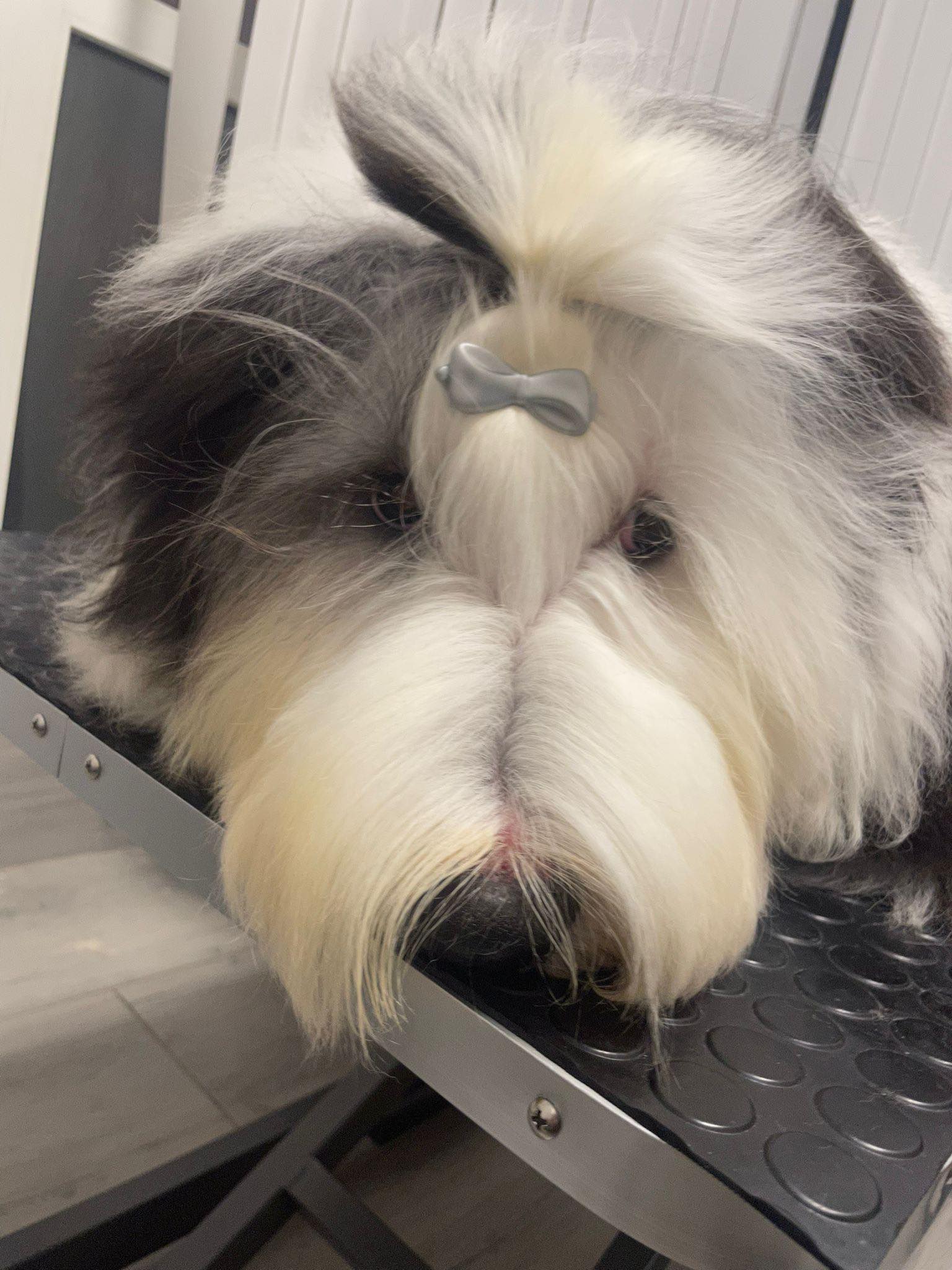 Psí salon Lusy Praha 6 kolie Psí salon Lusy Praha 6 kolie