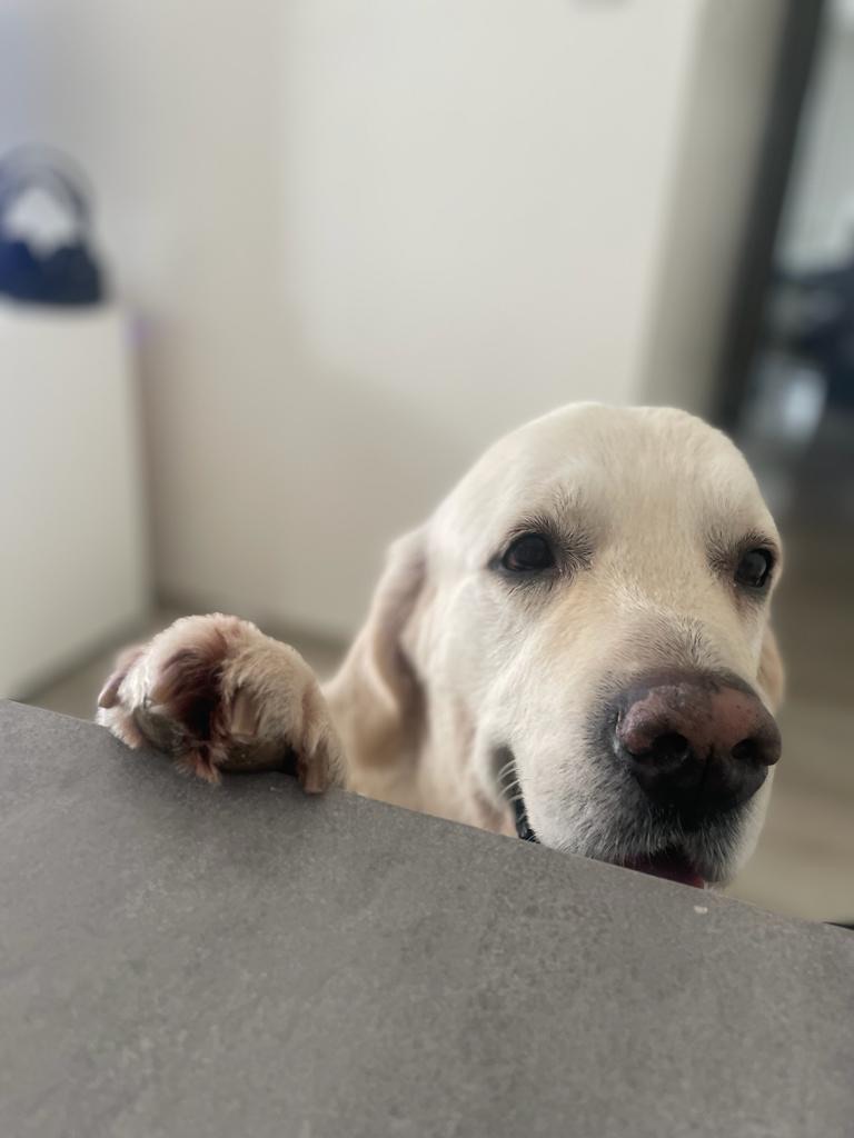 Psí salon Lusy Praha 6 labrador Psí salon Lusy Praha 6 labrador