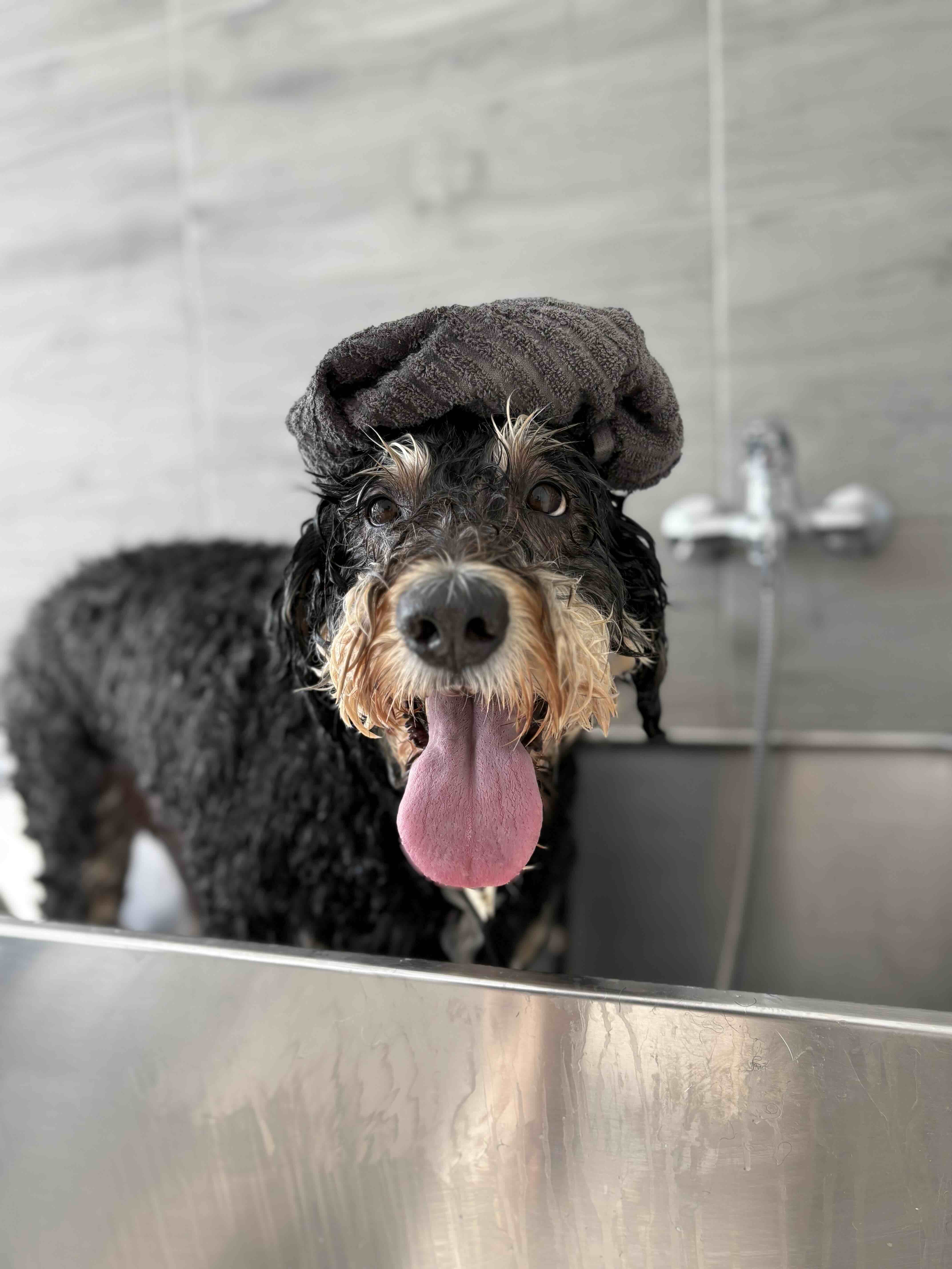 Psí salon Lusy Praha 6 koupání Psí salon Lusy Praha 6 koupání