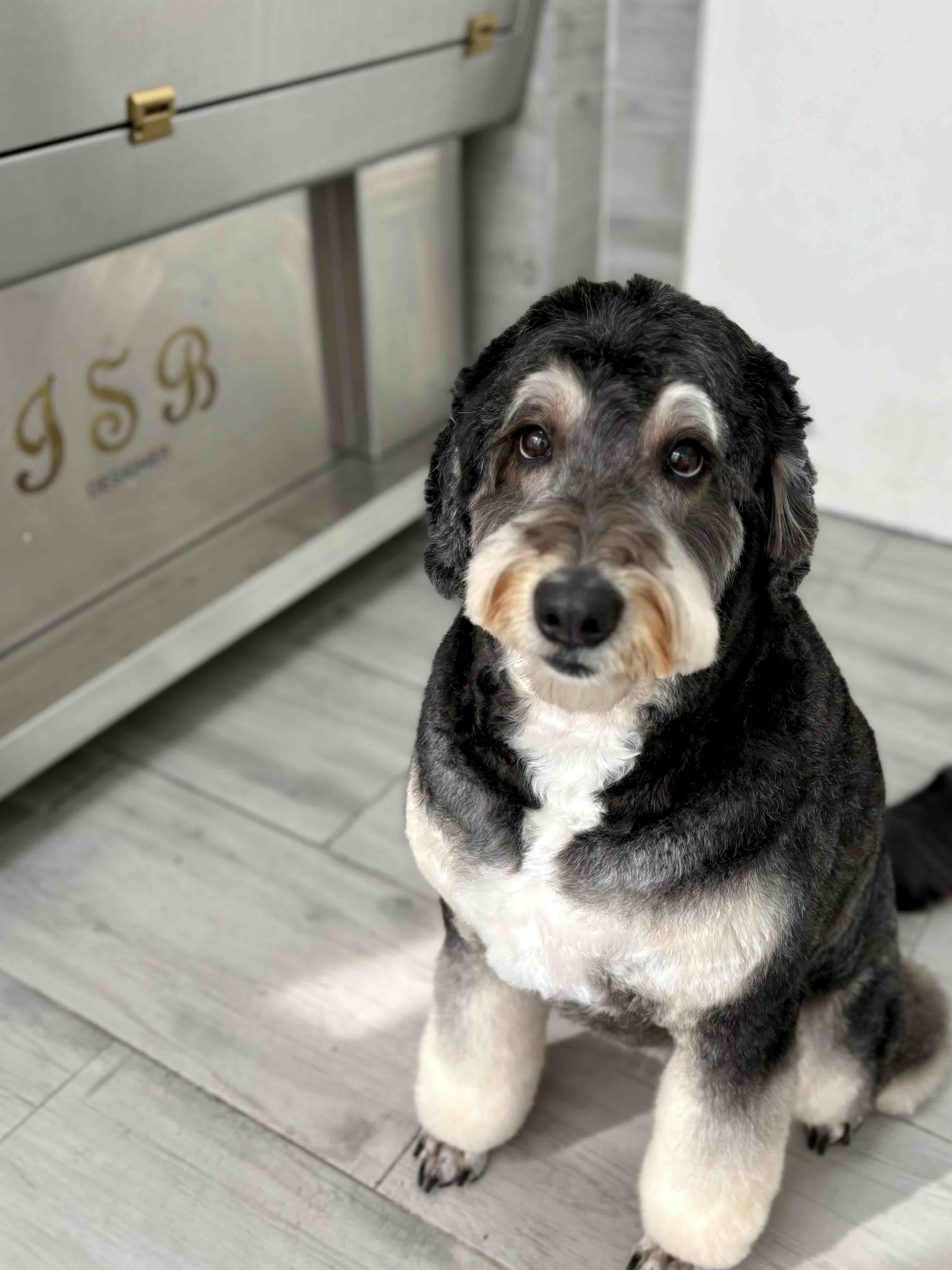 Psí salon Lusy Praha 6 stříhání a trimování Psí salon Lusy Praha 6 stříhání a trimování