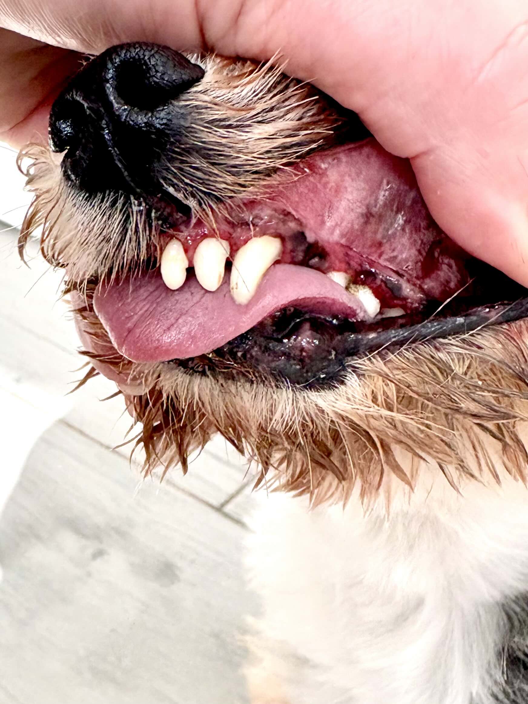 Psí salon Lusy Praha 6 dentální hygiena Psí salon Lusy Praha 6 dentální hygiena