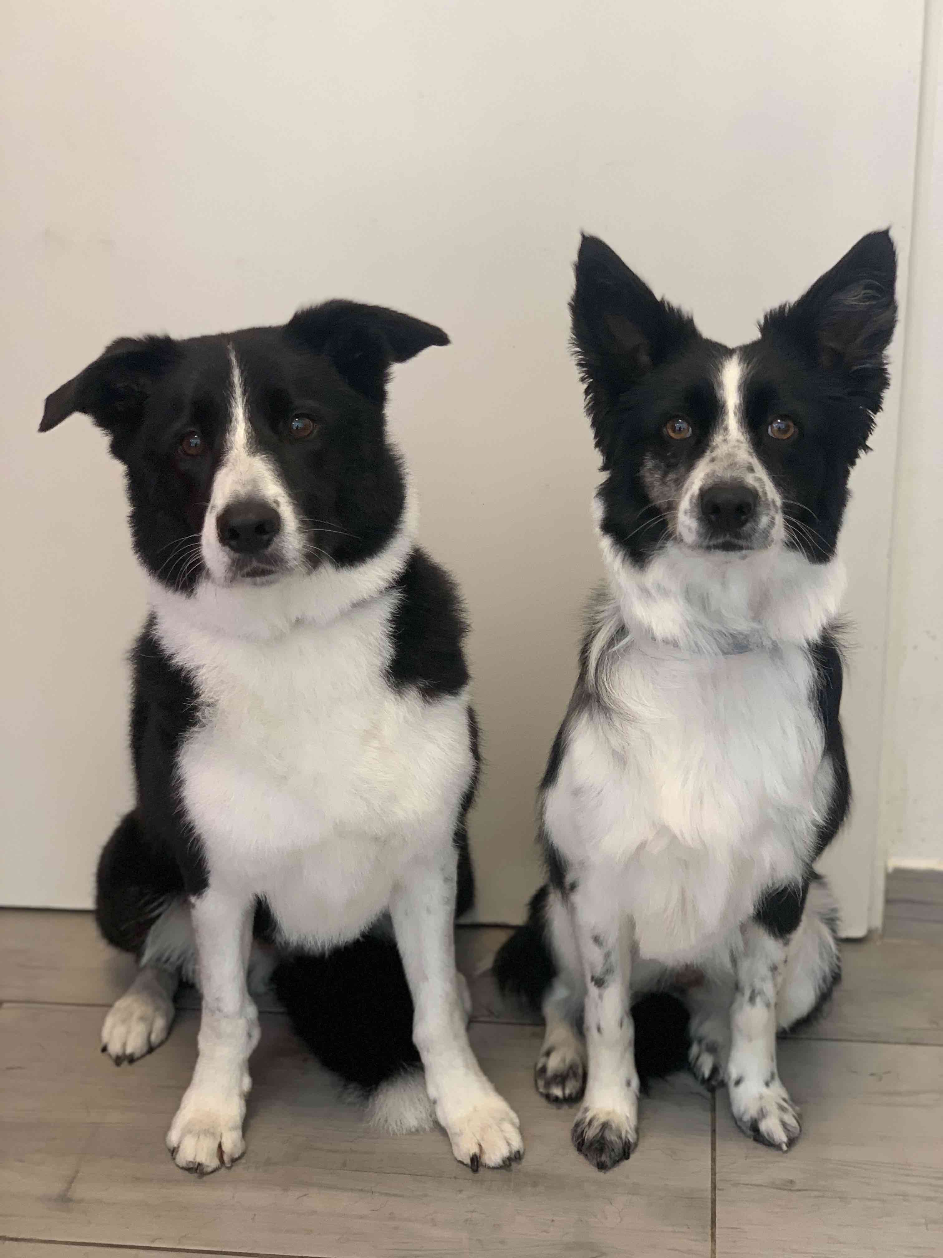 Psí salon Lusy Praha 6 psi Psí salon Lusy Praha 6 psi