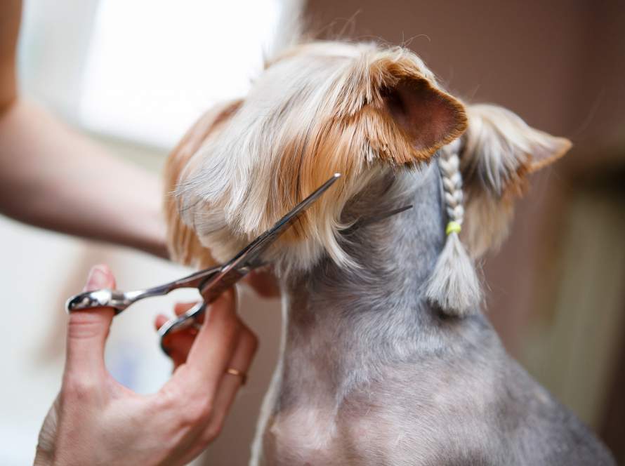 Psí salon Lusy Praha 6 jorkšhír Psí salon Lusy Praha 6 jorkšhír